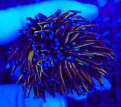Euphyllia glabrescens (Hellfire) (3 hds.) f.