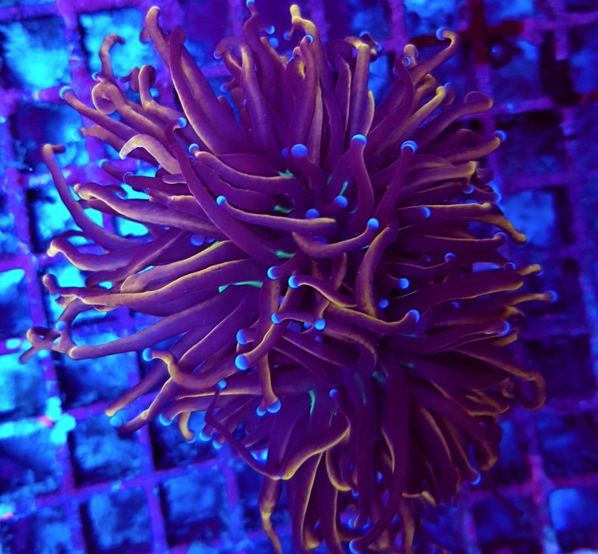 Euphyllia glabrescens (Hellfire) (p/h)