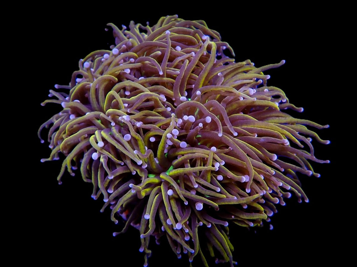 Euphyllia glabrescens (Hellfire) (p/h)