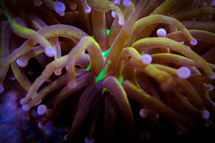 Euphyllia glabrescens (Hellfire)