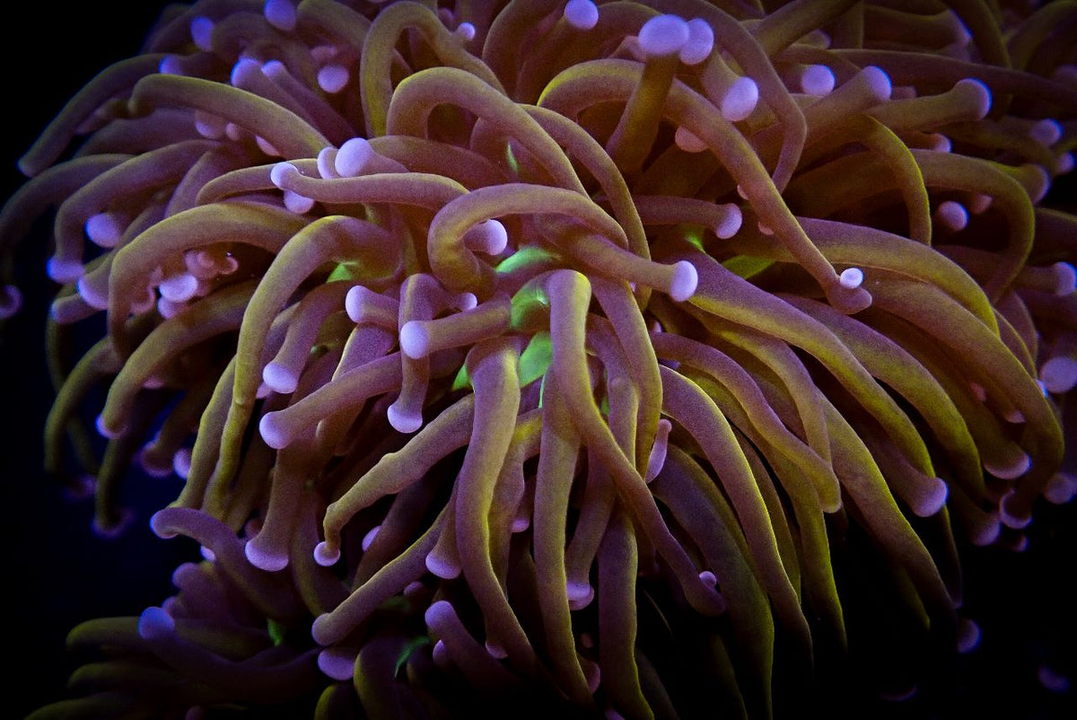 Euphyllia glabrescens (Hellfire) (p/h)