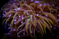Euphyllia glabrescens (Hellfire)