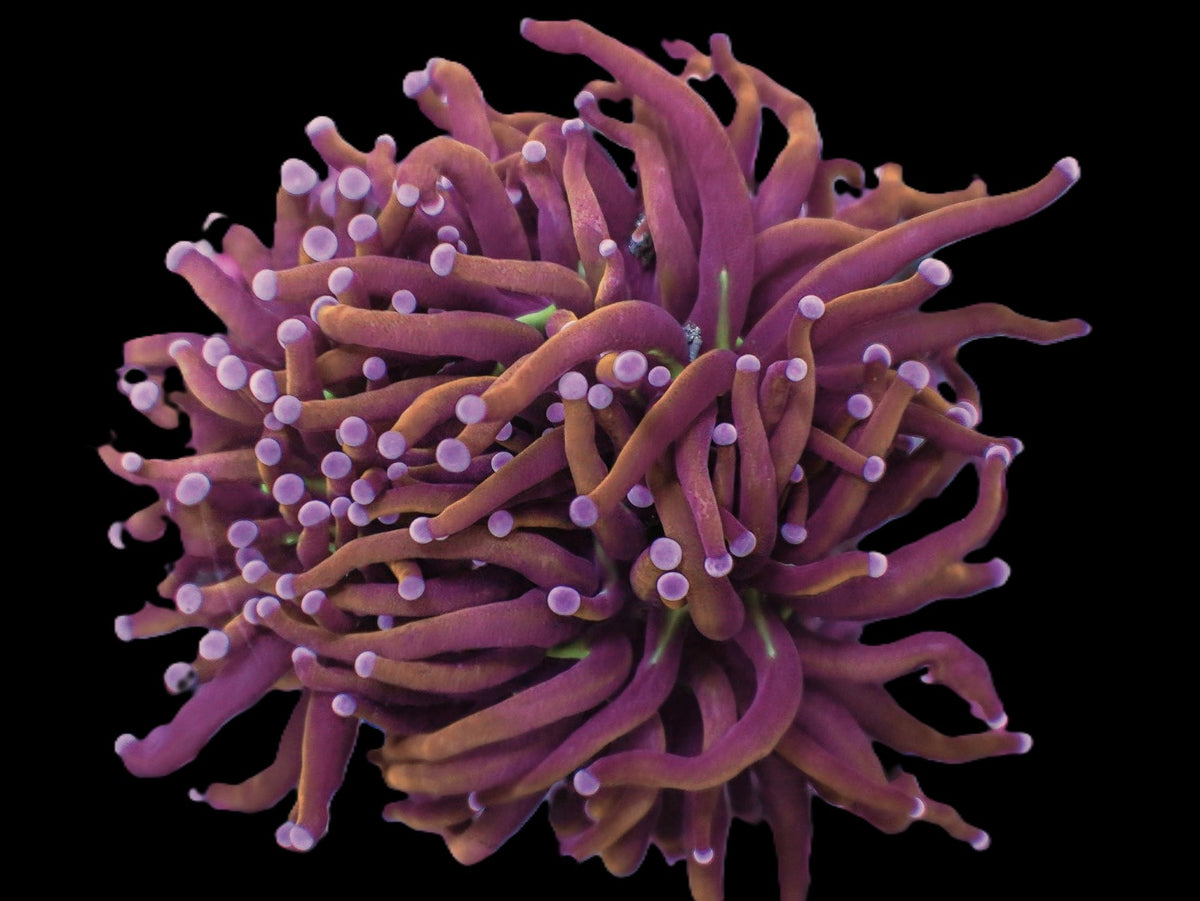 Euphyllia glabrescens (Hellfire)