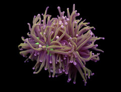 Euphyllia glabrescens (Hellfire) (p/h)