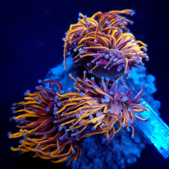 Euphyllia glabrescens (Hellfire) (5 hds.) f.