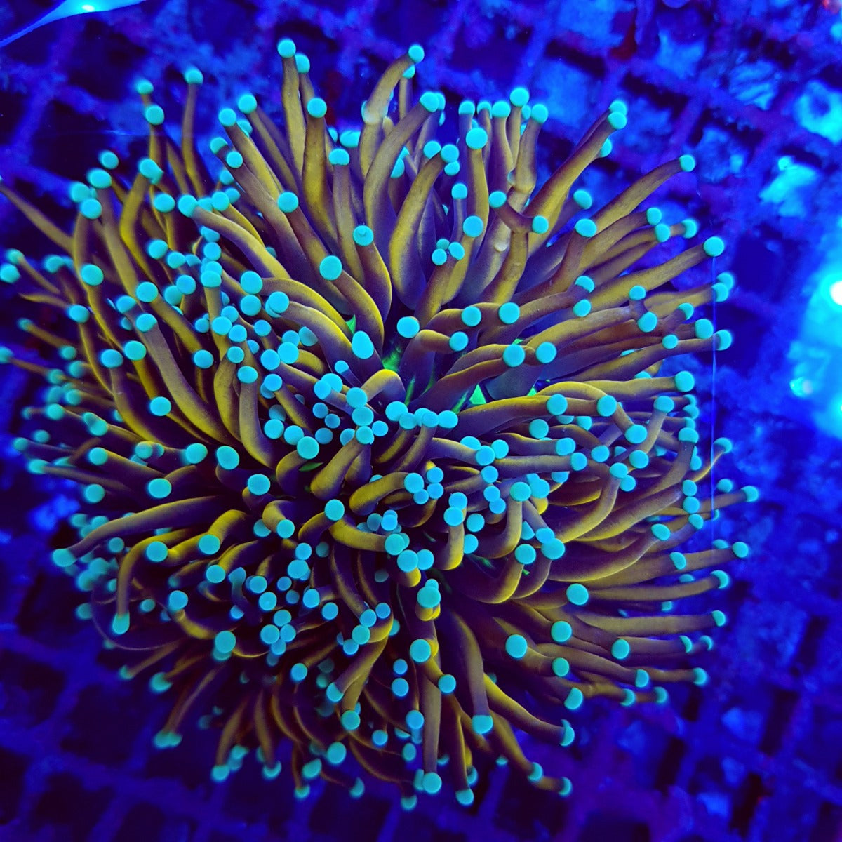 Euphyllia glabrescens (Hellfire) (1 hd.) Tiny