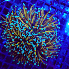 Euphyllia glabrescens (Hellfire) (1 hd.) Tiny