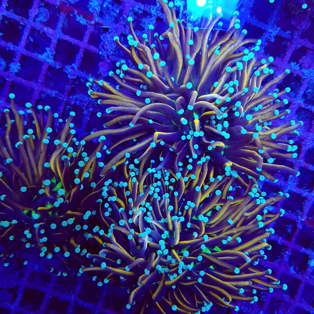 Euphyllia glabrescens (Hellfire) (3 hds.) nf.