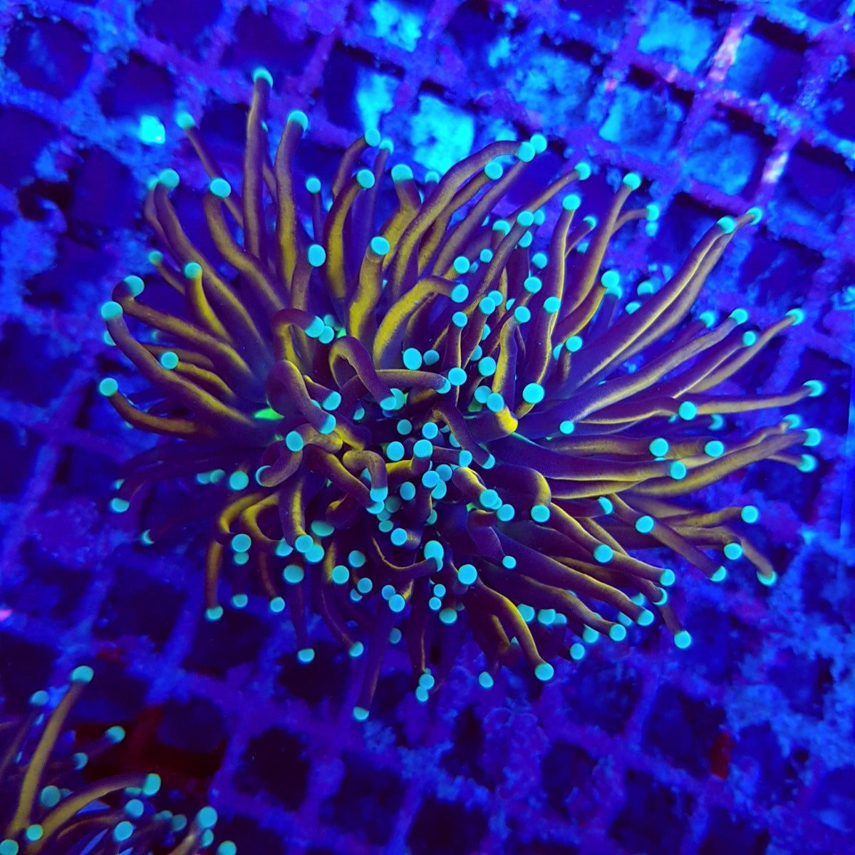 Euphyllia glabrescens (Hellfire) (4 hds.) nf.