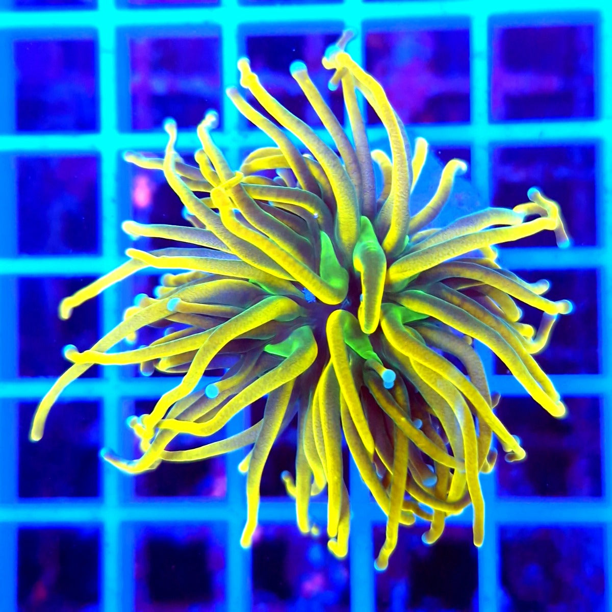 Euphyllia glabrescens (Holy Grail) (1 hd.) Tiny