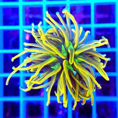 Euphyllia glabrescens (Holy Grail) (1 hd.) Tiny
