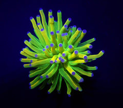 Euphyllia glabrescens (Holy Grail)