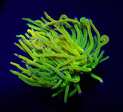 Euphyllia glabrescens (Holy Grail)