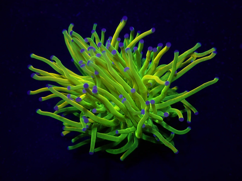 Euphyllia glabrescens (Holy Grail) (p/h)
