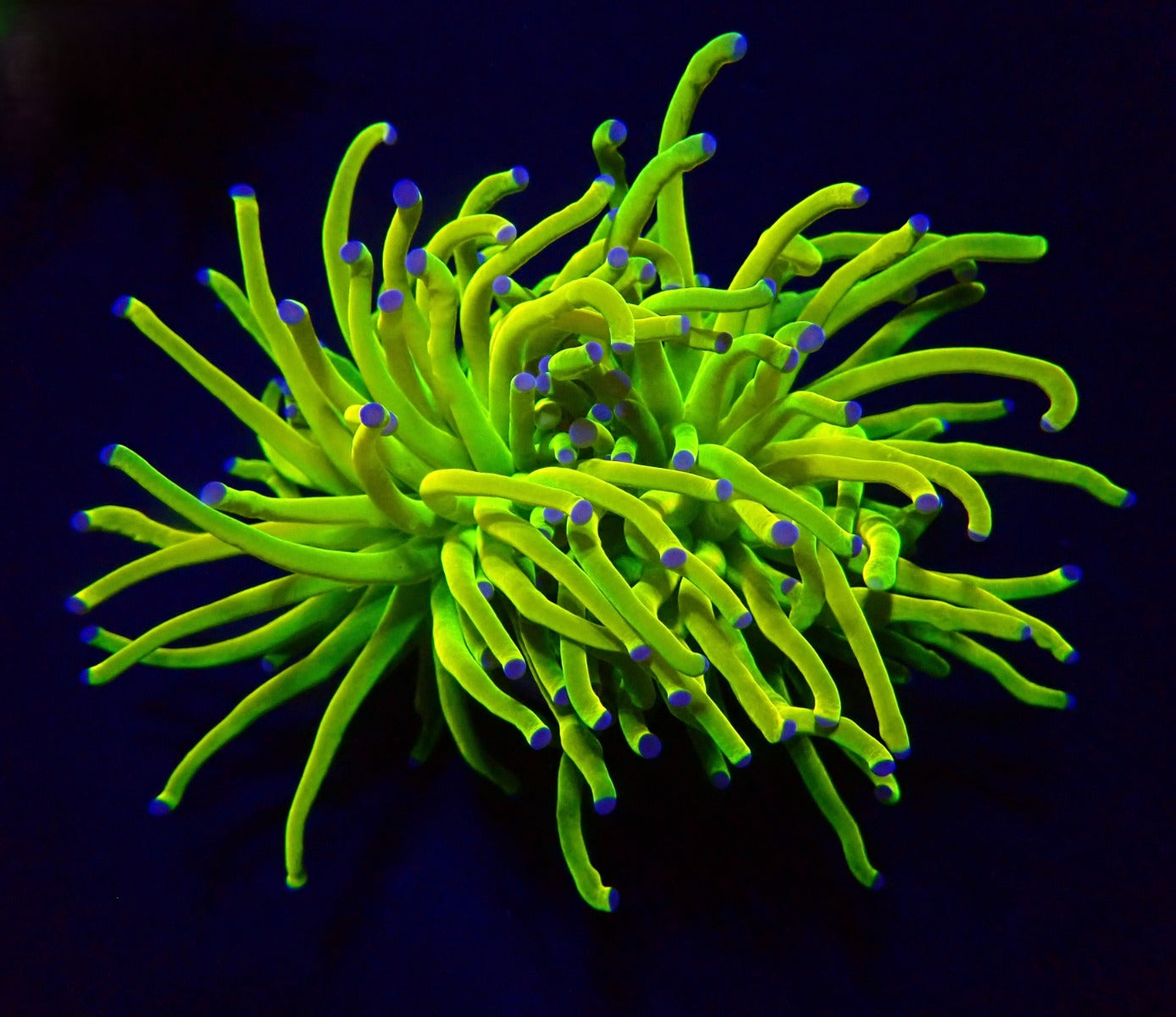 Euphyllia glabrescens (Holy Grail) (p/h)