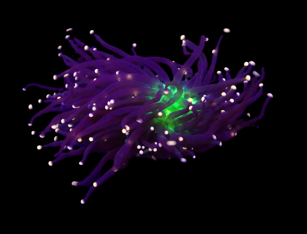 Euphyllia glabrescens (Malaysian Miami)
