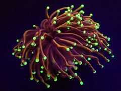 Euphyllia glabrescens (NYknicks) (p/h)