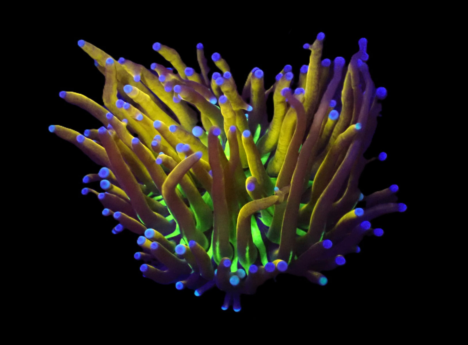 Euphyllia glabrescens (NYknicks) (1 hd.)