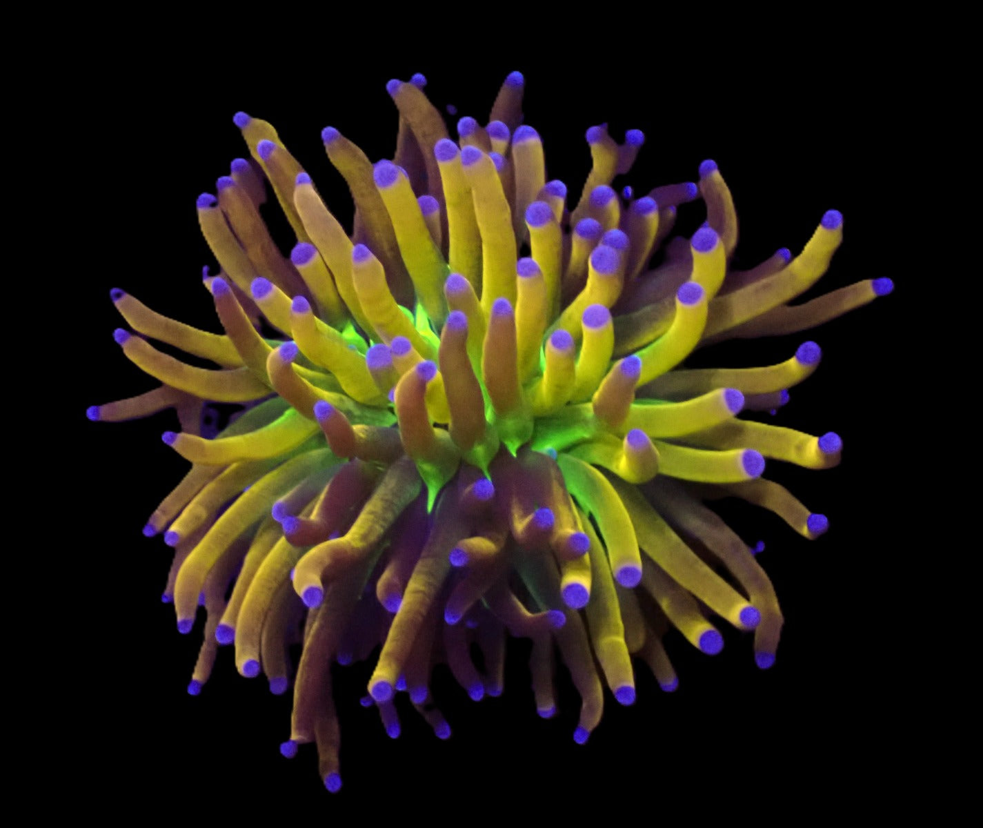 Euphyllia glabrescens (NYknicks) (1 hd.)