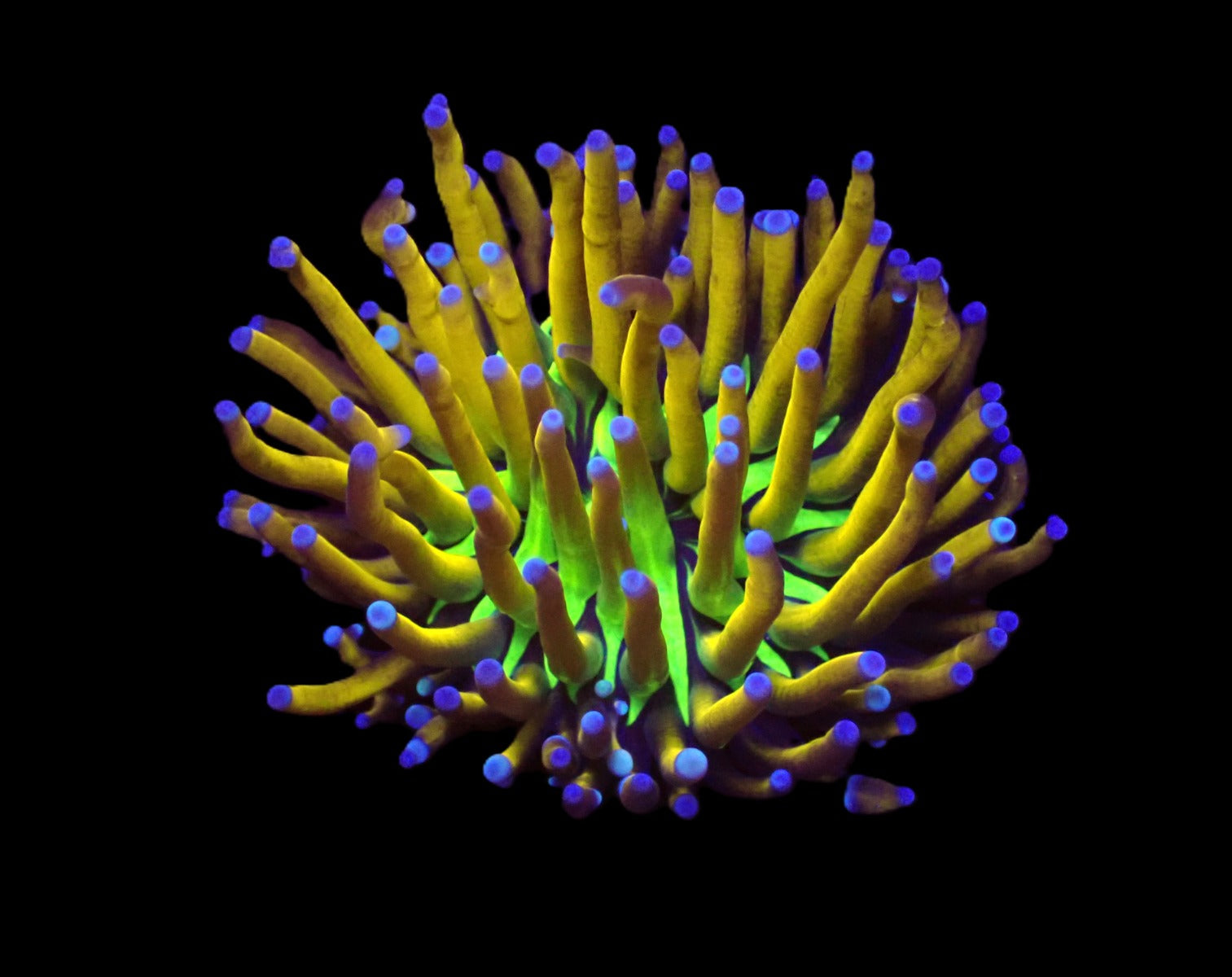 Euphyllia glabrescens (NYknicks) (1 hd.)