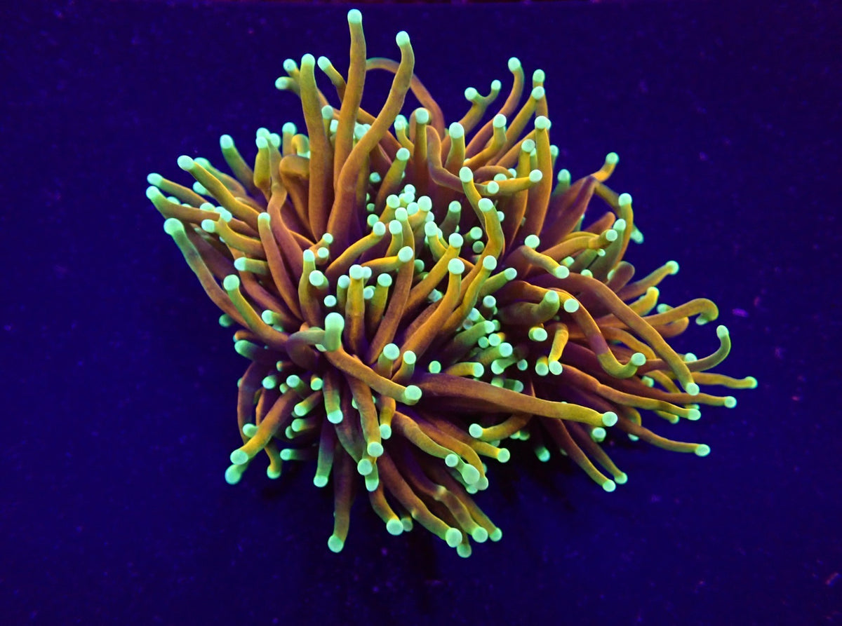 Euphyllia glabrescens (NYknicks) (p/h)