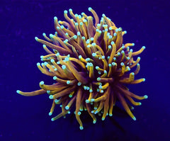 Euphyllia glabrescens (NYknicks) (p/h)