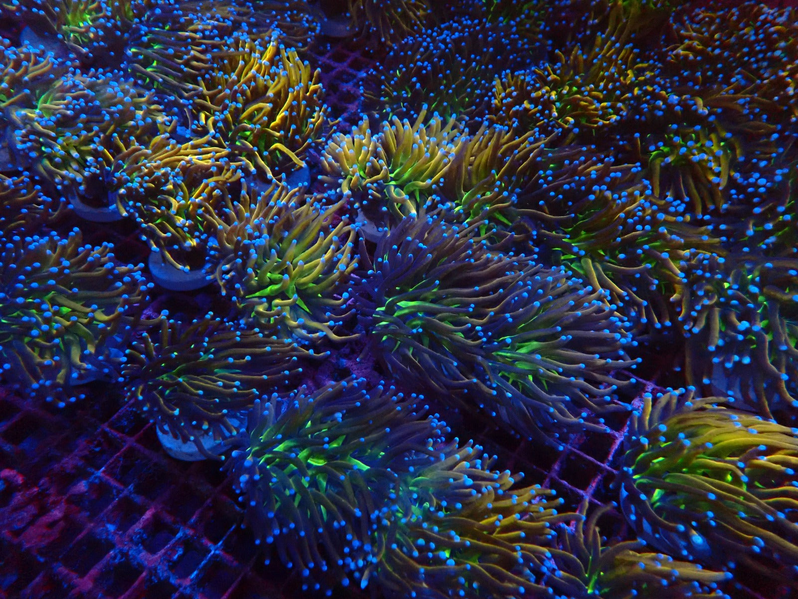 Euphyllia glabrescens (NYknicks) (p/h)