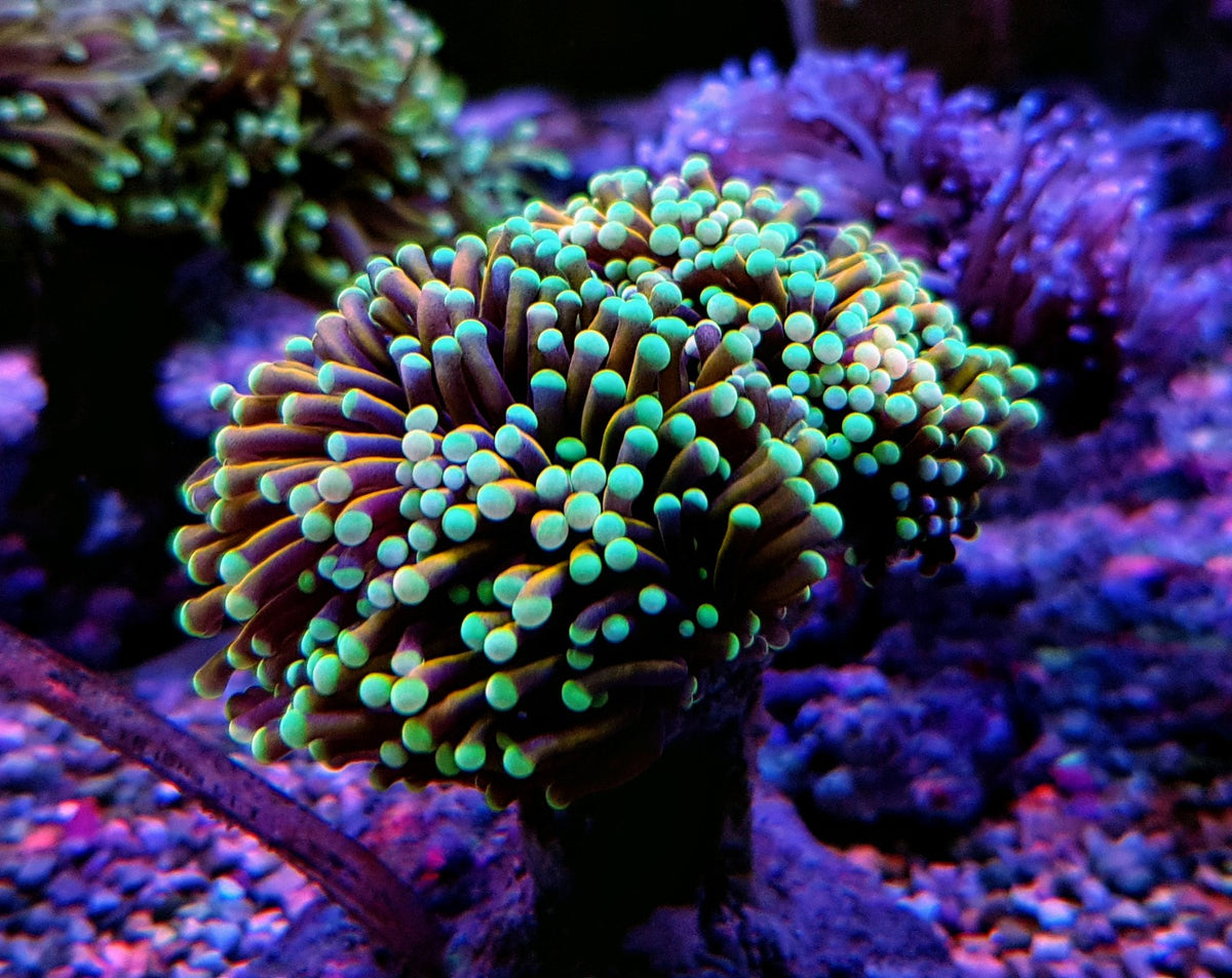 Euphyllia glabrescens (NYknicks) (3 hds.) nf.