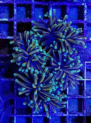 Euphyllia glabrescens (NYknicks) (1 hd.) Tiny