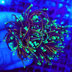 Euphyllia glabrescens (NYknicks) (3 hds.) f.