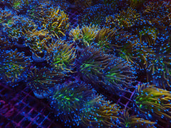 Euphyllia glabrescens (NYknicks) (p/h)