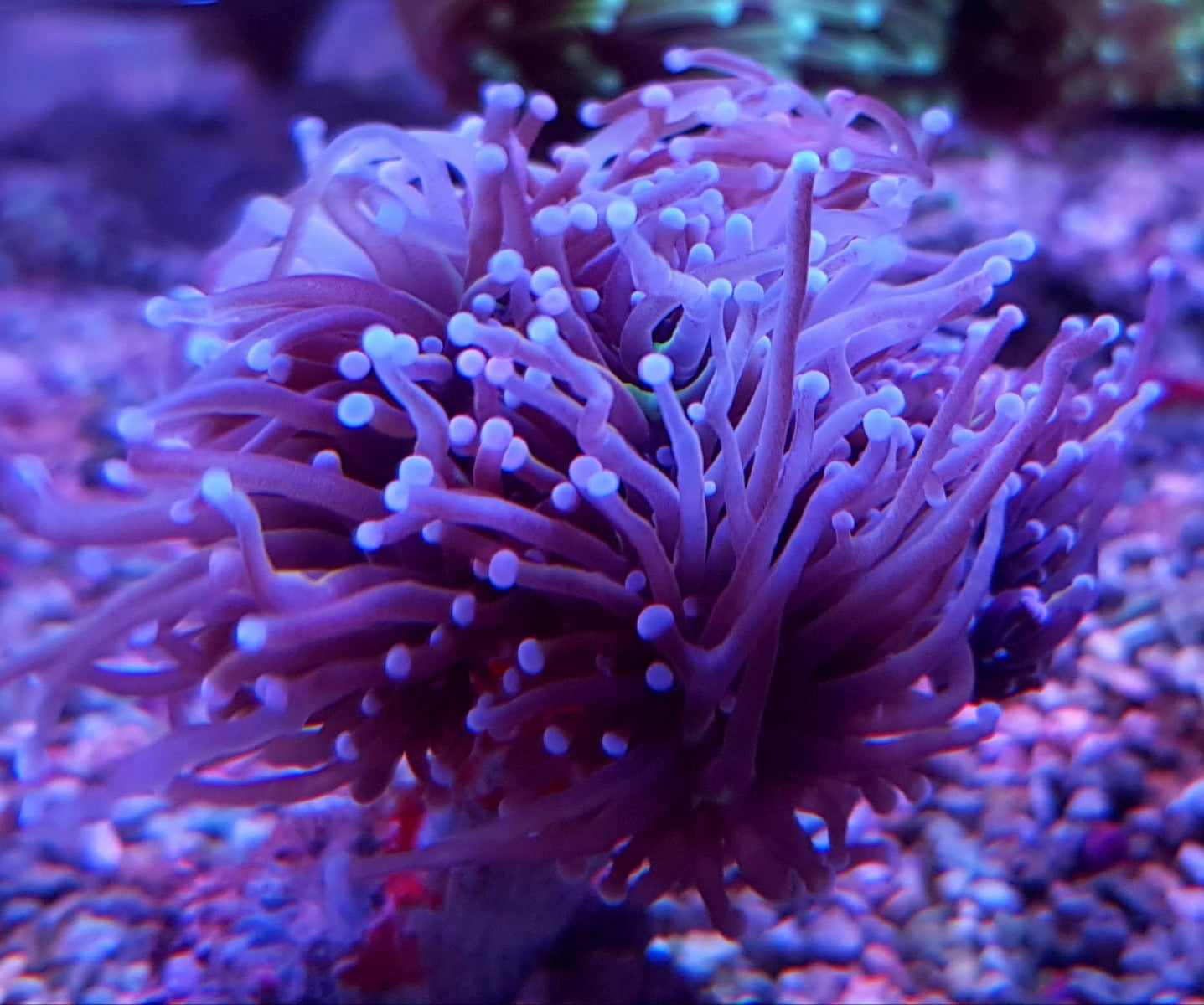 Euphyllia glabrescens (Orange-Yellow) (2 hds.) f.