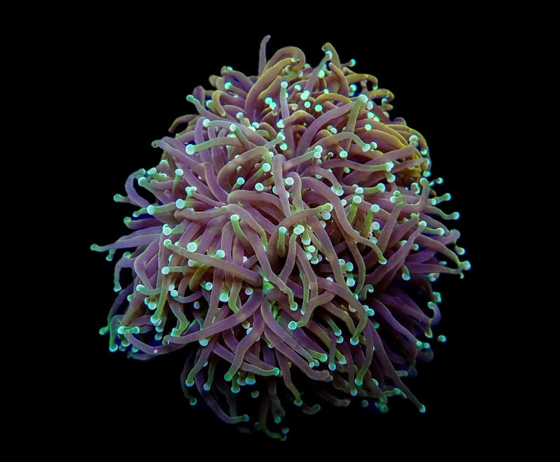 Euphyllia glabrescens (Orange-Yellow)
