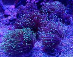 Euphyllia glabrescens (Orange-Yellow) (2 hds.) f.