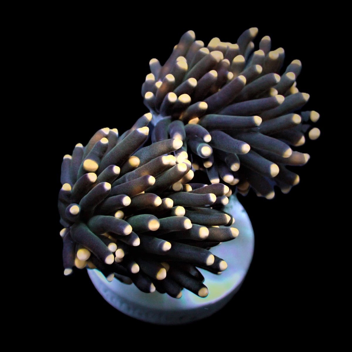Euphyllia glabrescens (Orange-Pink tip)