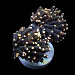 Euphyllia glabrescens (Orange-Pink tip)