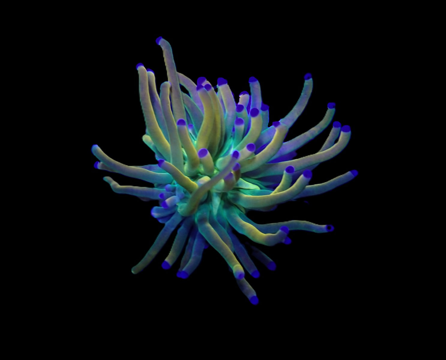 Euphyllia glabrescens (Rapunzel) (1 hd.)