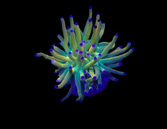 Euphyllia glabrescens (Rapunzel) (1 hd.)