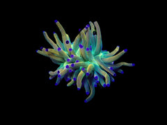 Euphyllia glabrescens (Rapunzel) (1 hd.)