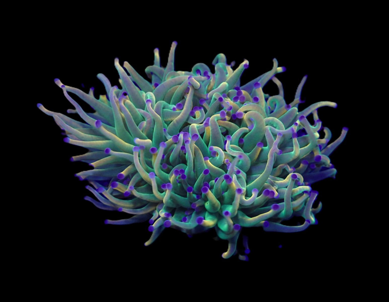 Euphyllia glabrescens (Rapunzel)
