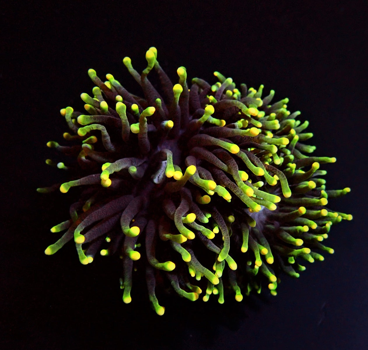 Euphyllia glabrescens (Rasta)