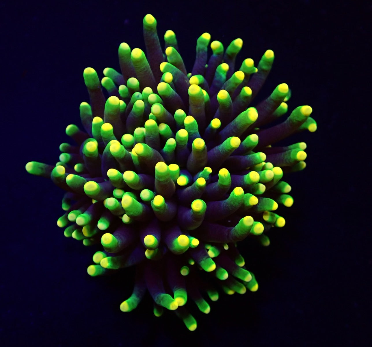 Euphyllia glabrescens (Rasta) (1 hd.)