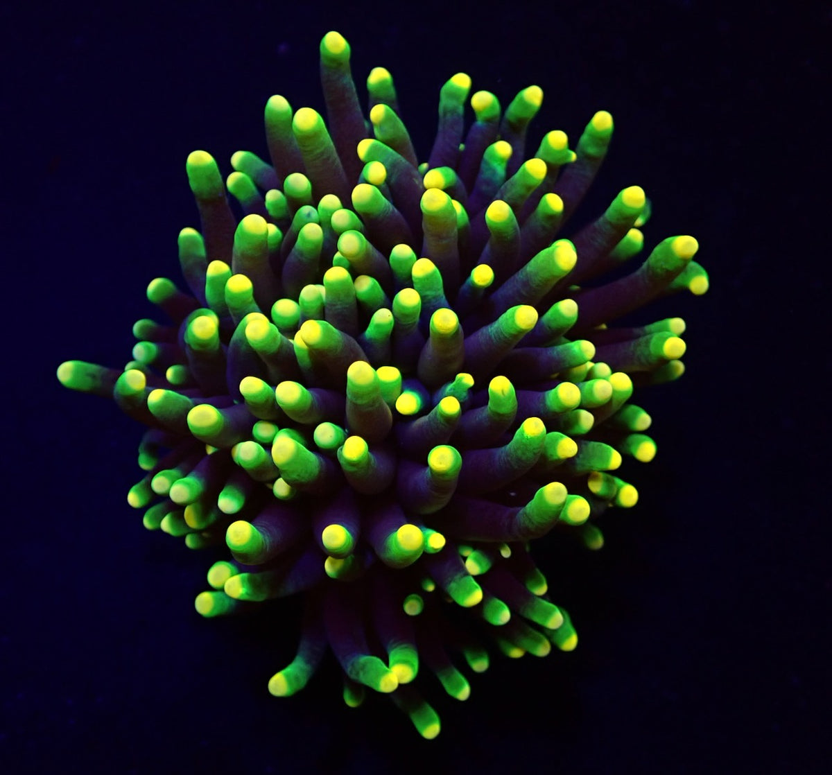 Euphyllia glabrescens (Rasta) (1 hd.)