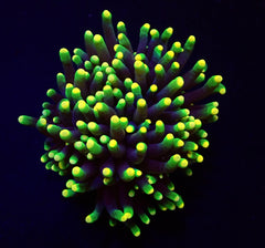 Euphyllia glabrescens (Rasta) (1 hd.)