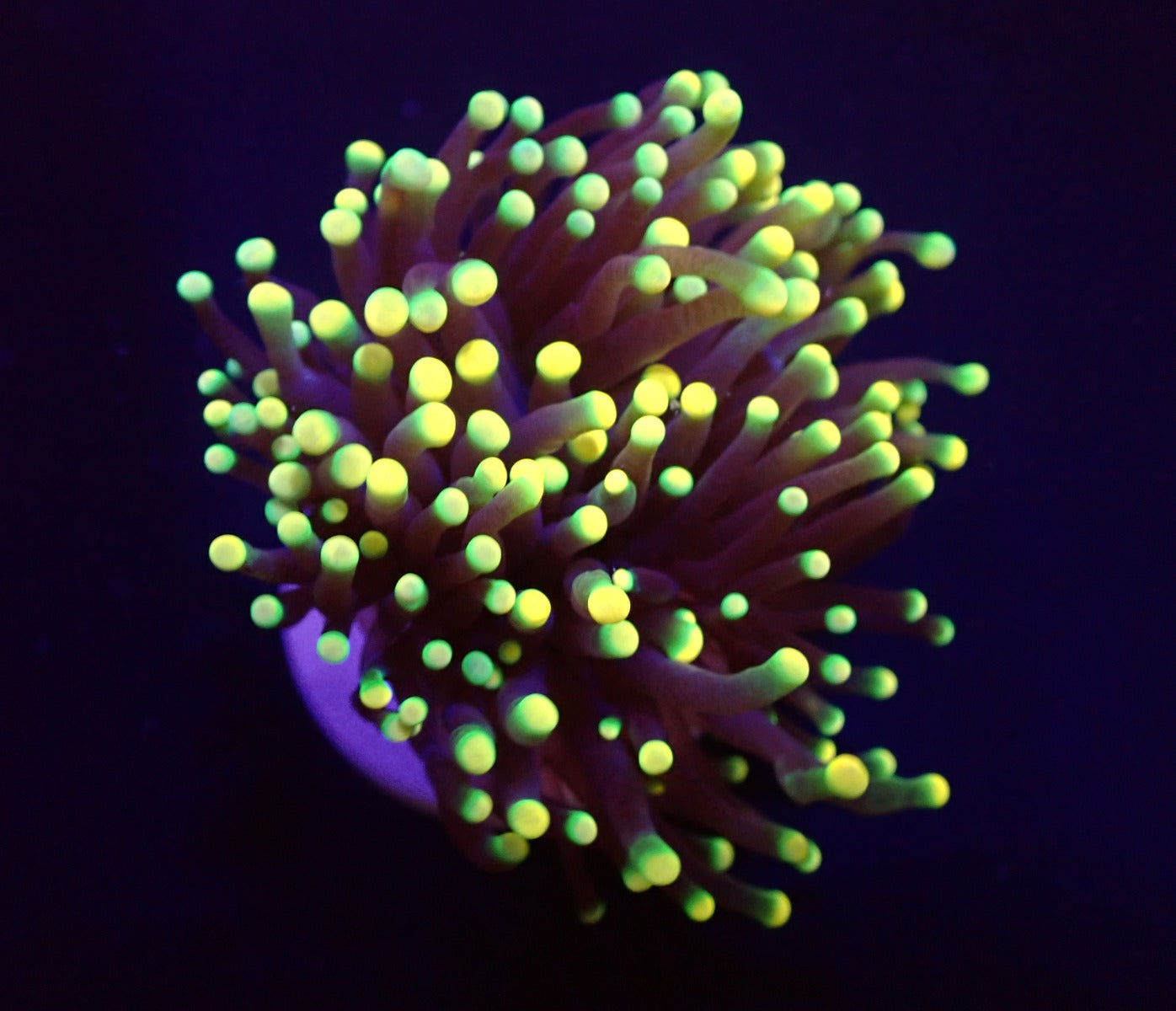 Euphyllia glabrescens (Rasta) (1 hd.)