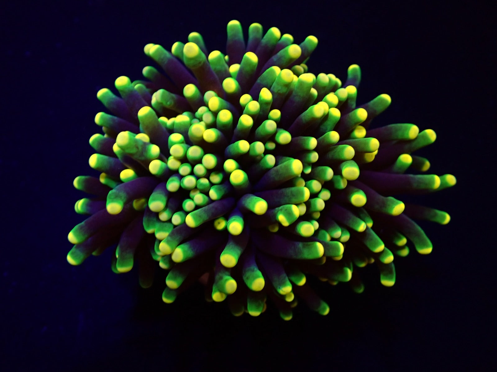 Euphyllia glabrescens (Rasta) (1 hd.)