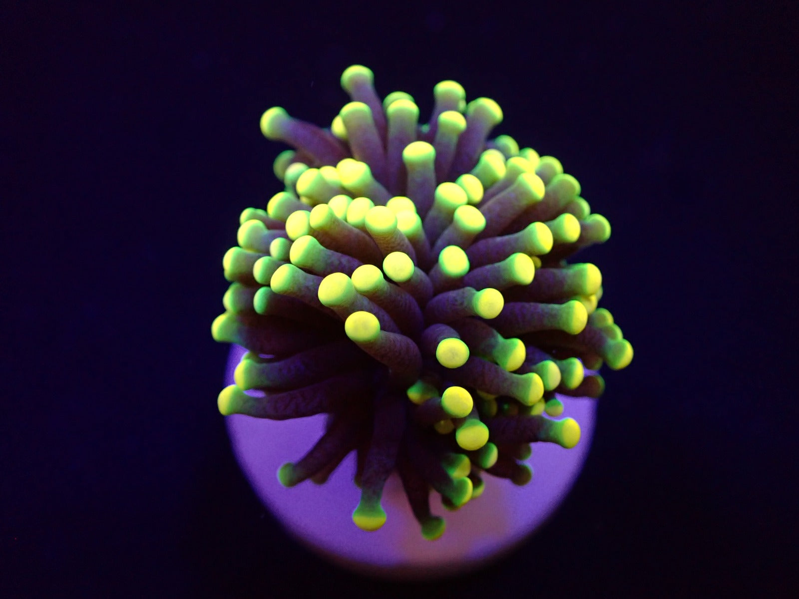 Euphyllia glabrescens (Rasta) (1 hd.)