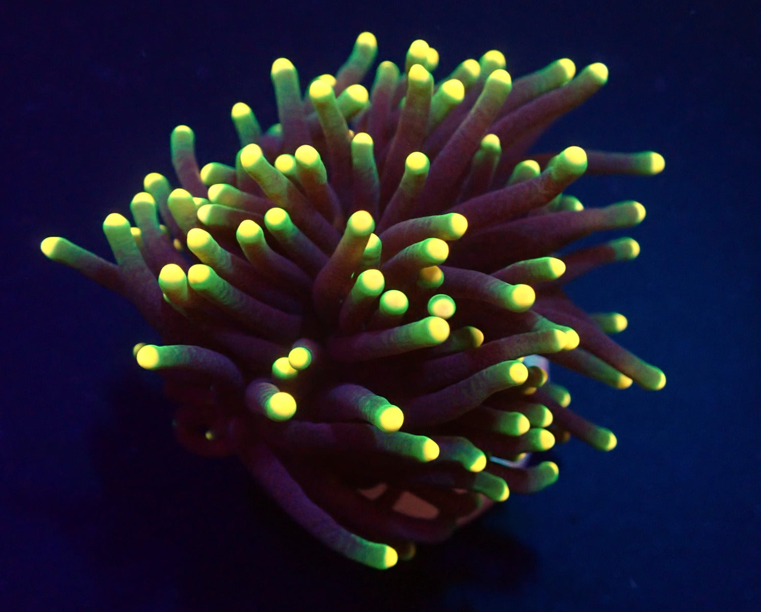 Euphyllia glabrescens (Rasta) (1 hd.)