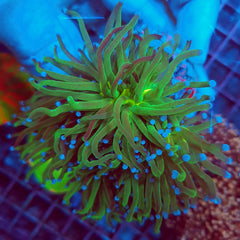 Euphyllia glabrescens (Reverse Holy Grail) (4 hds.) f.