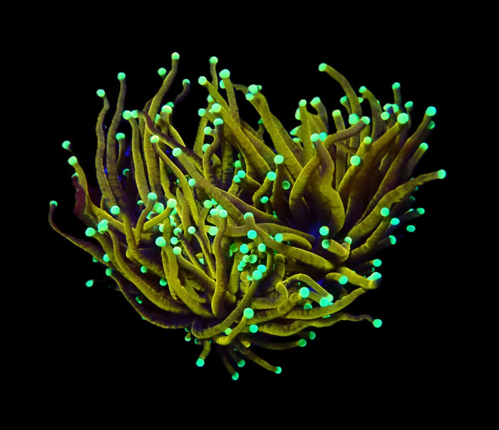 Euphyllia glabrescens (Hellfire) (S) o 082